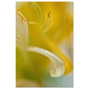 Honeysuckle I Fine Art Print by Celia Henderson LRPS