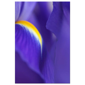 Celia Henderson Iris Wrap Fine Art Print