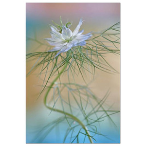 Love in the Mist Balancing Act Fine Art Print by Celia Henderson LRPS