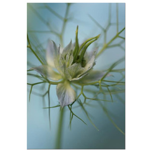 Love in the Mist Blue Mist Fine Art Print by Celia Henderson LRPS