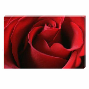 Celia Henderson Valentine Rose Stretched Canvas