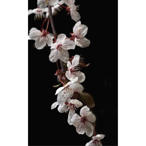 Cherry Blossom Cascade Fine Art Print by Celia Henderson LRPS
