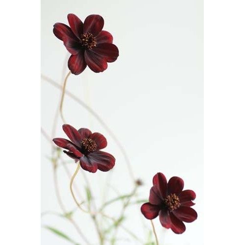 Chocomocha Cosmos Trio Fine Art Print by Celia Henderson LRPS