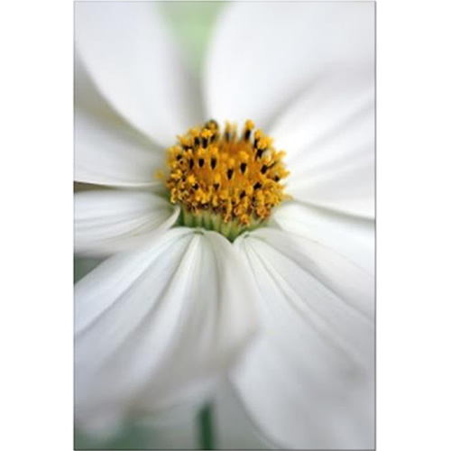 Cosmos Soft Lines Fine Art Print by Celia Henderson LRPS