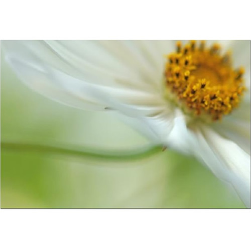 Cosmos Swish Fine Art Print by Celia Henderson  LRPS