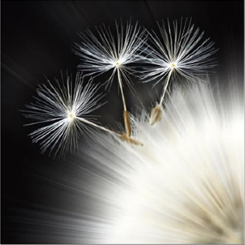 Celia Henderson Tristar Fine Art Print