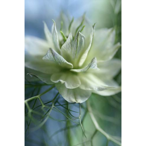 Love in the Mist Pherenice Fine Art Print by Celia Henderson LRPS