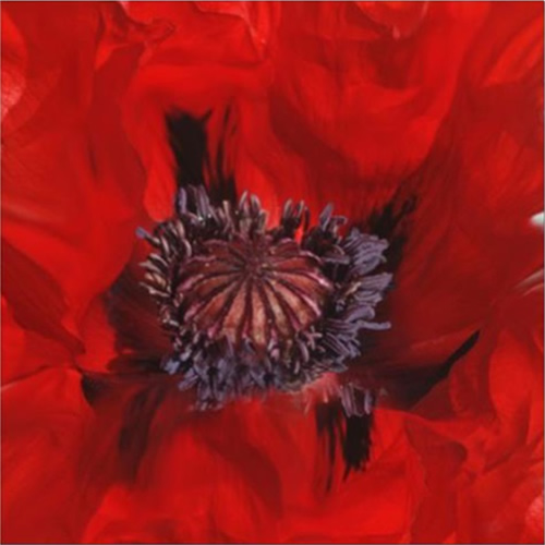 Celia Henderson Poppy Heart Stretched Canvas