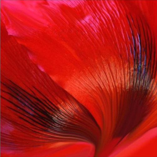 Celia Henderson Poppy Swirl Fine Art Print