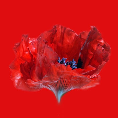 Celia Henderson Red Poppy Fine Art Print