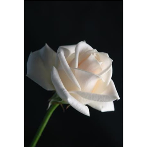 Celia Henderson White Rose I Fine Art Print