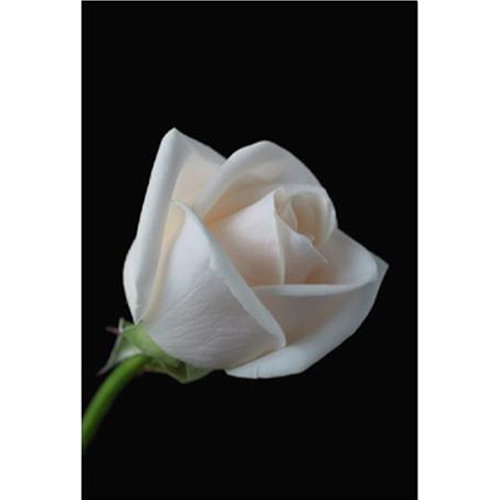 Celia Henderson White Rose III Stretched Canvas