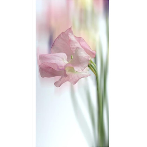 Celia Henderson Sweet Pea Flamingo Stretched Canvas
