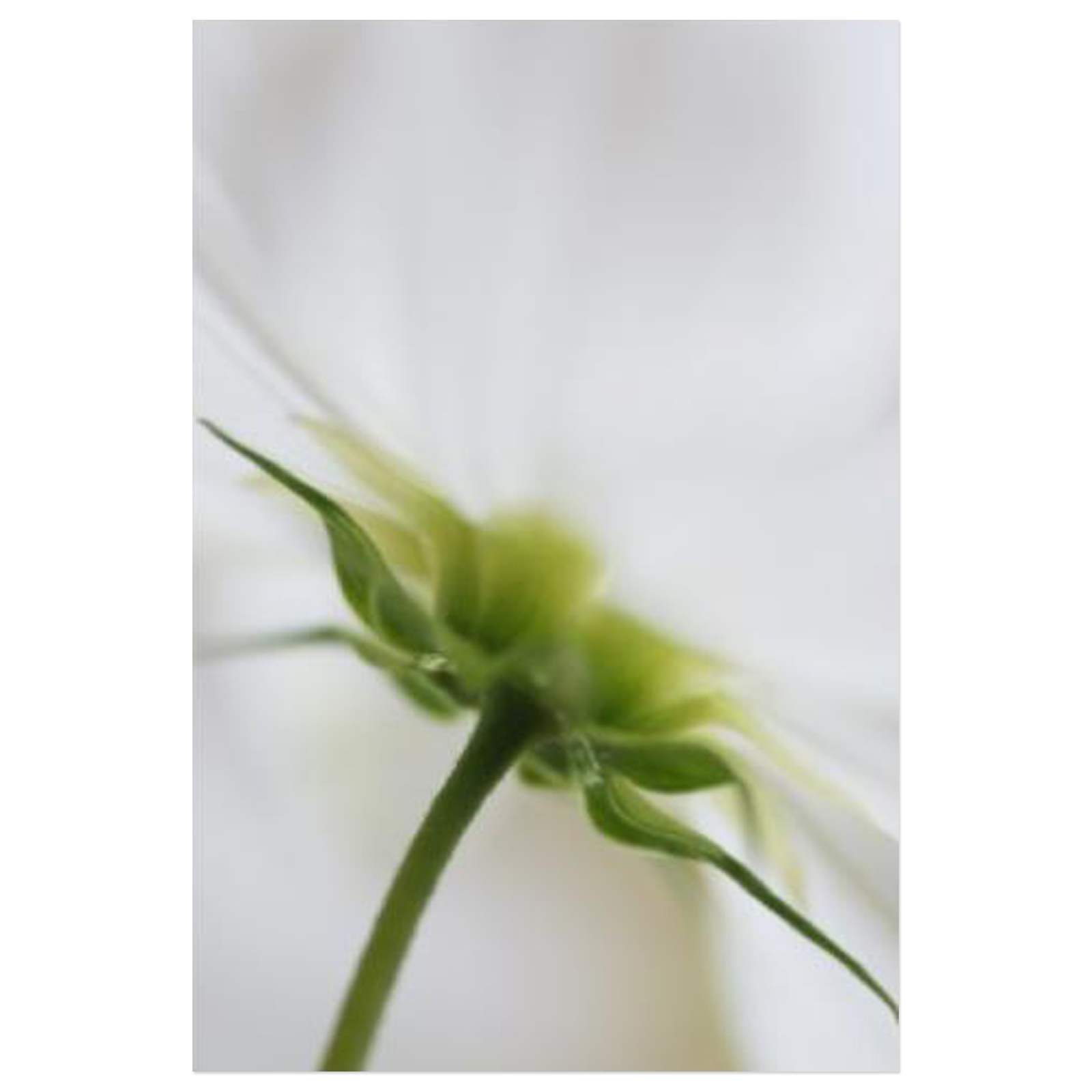 Cosmos Curtsey Fine Art Print by Celia Henderson LRPS