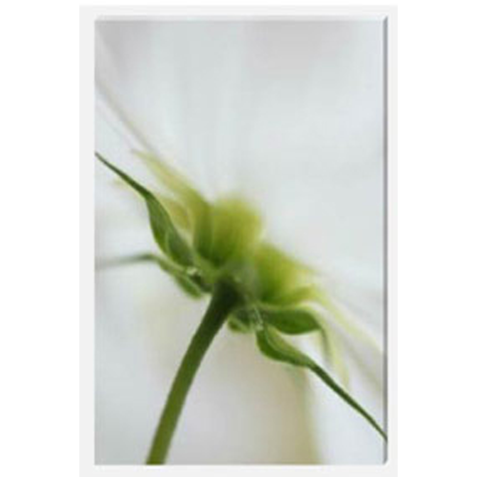 Cosmos Curtsey Stretched Canvas by Celia Henderson LRPS