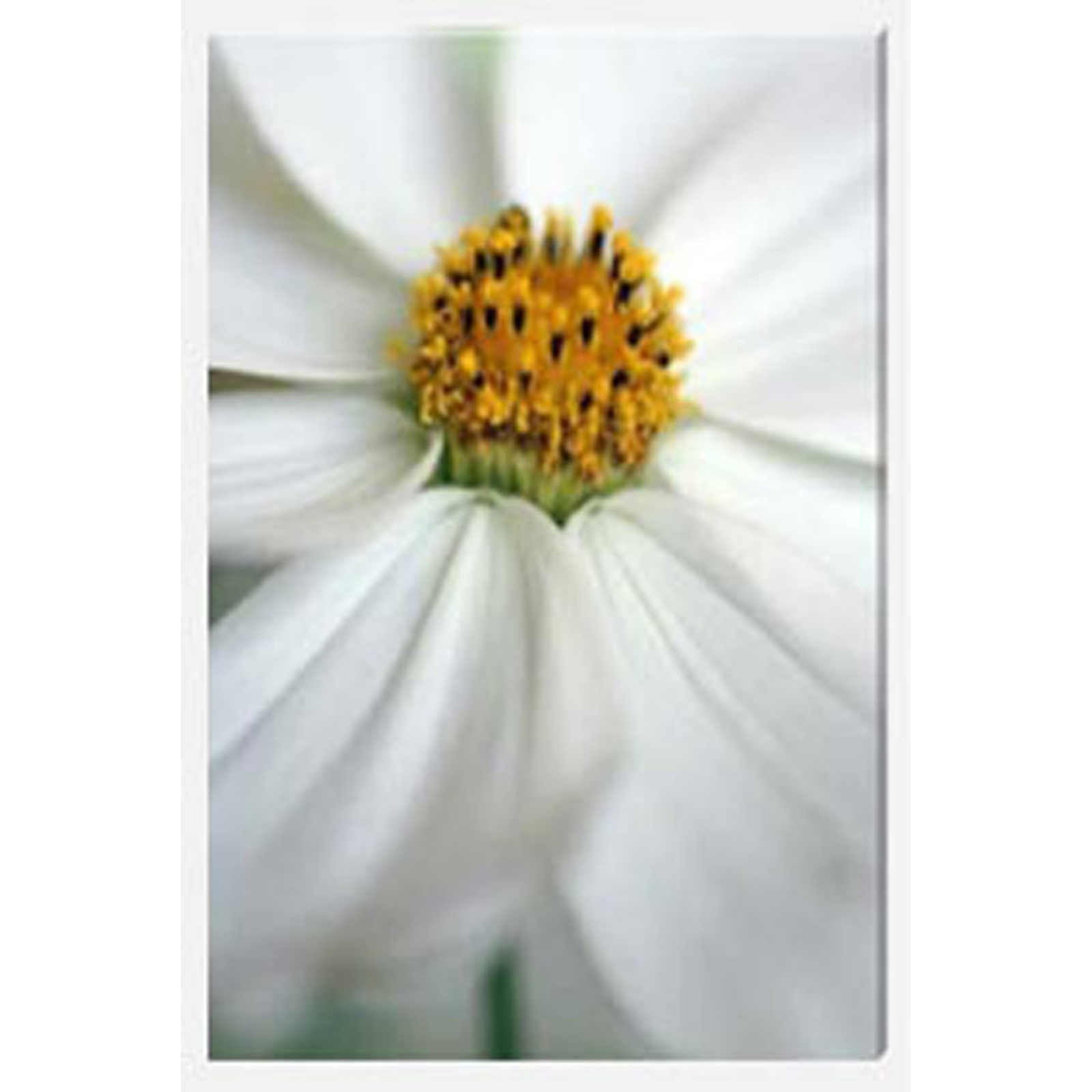 Cosmos Soft Lines Stretched Canvas by Celia Henderson LRPS