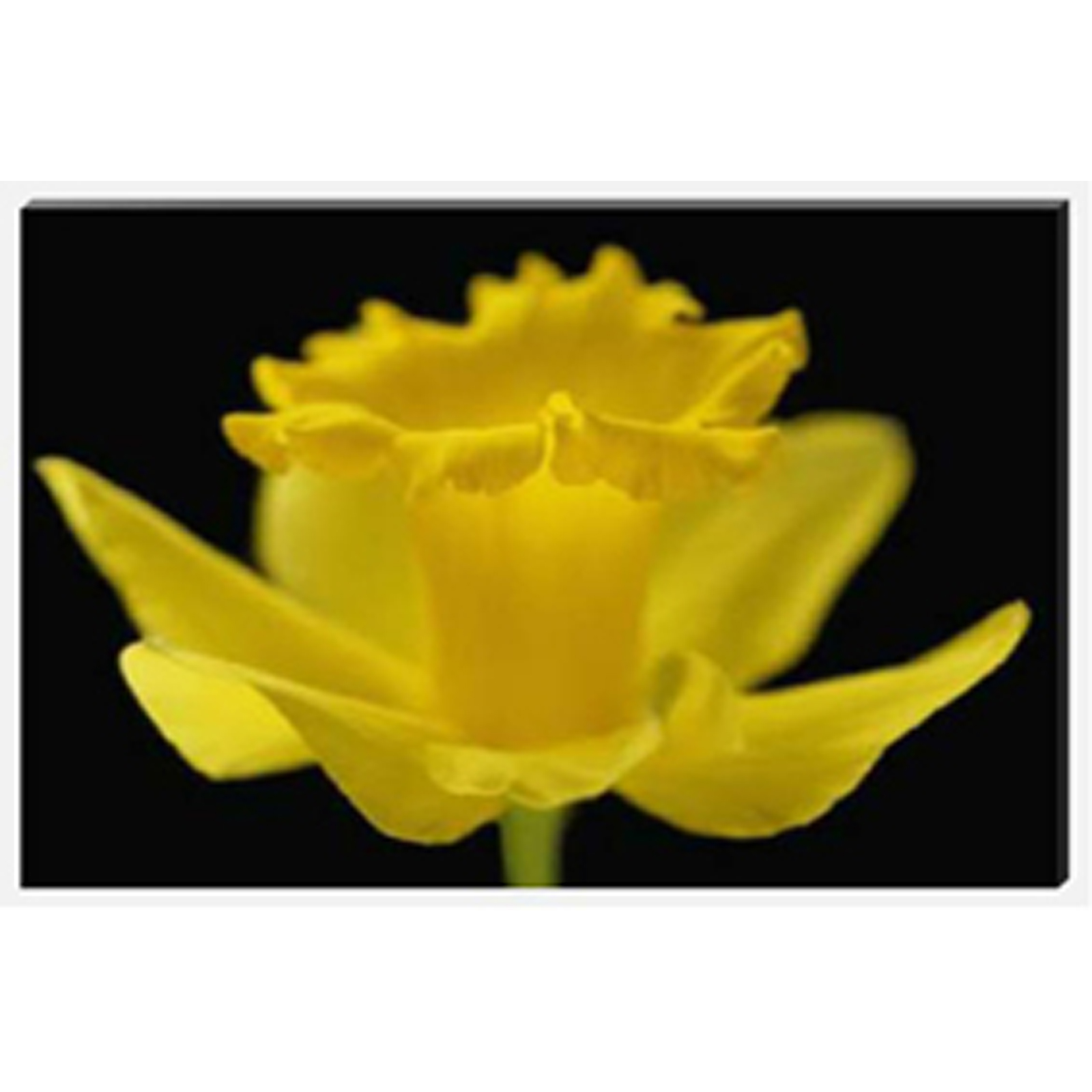 Daffodil Trumpet Stretched Canvas by Celia Henderson LRPS