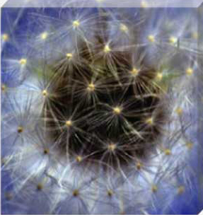 Dandelion Blossom Stretched Canvas by Celia Henderson LRPS