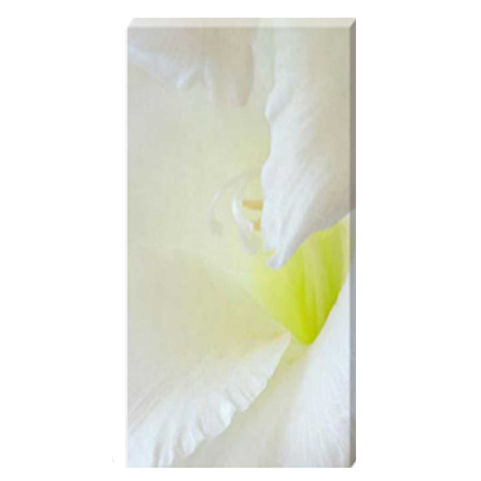 Gladioli Tissue Paper Stretched Canvas by Celia Henderson LRPS