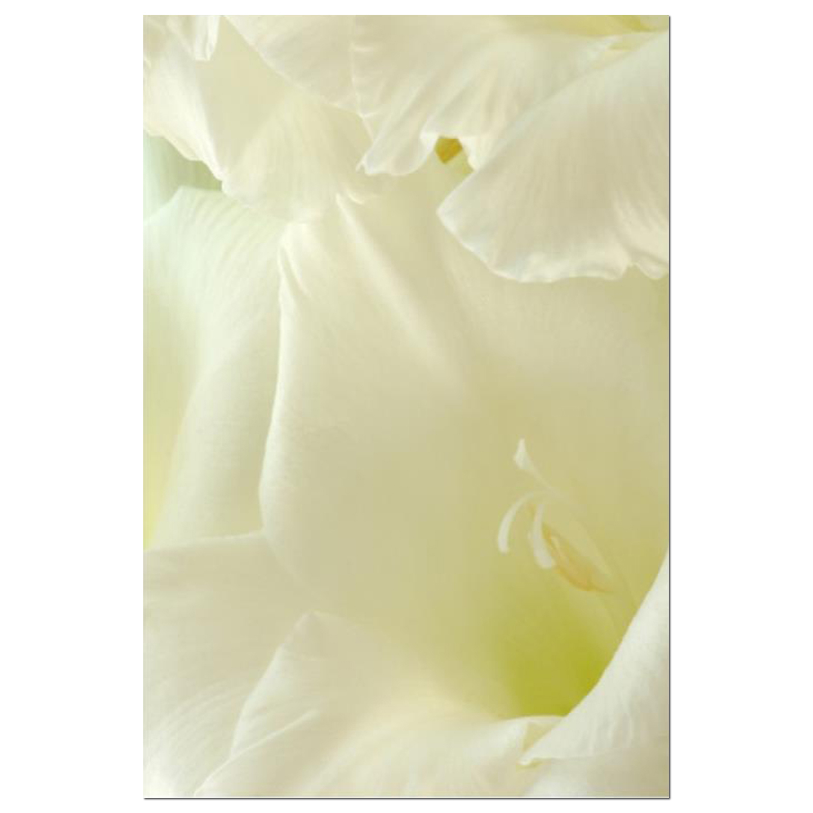 Gladioli White Linen Fine Art Print by Celia Henderson LRPS