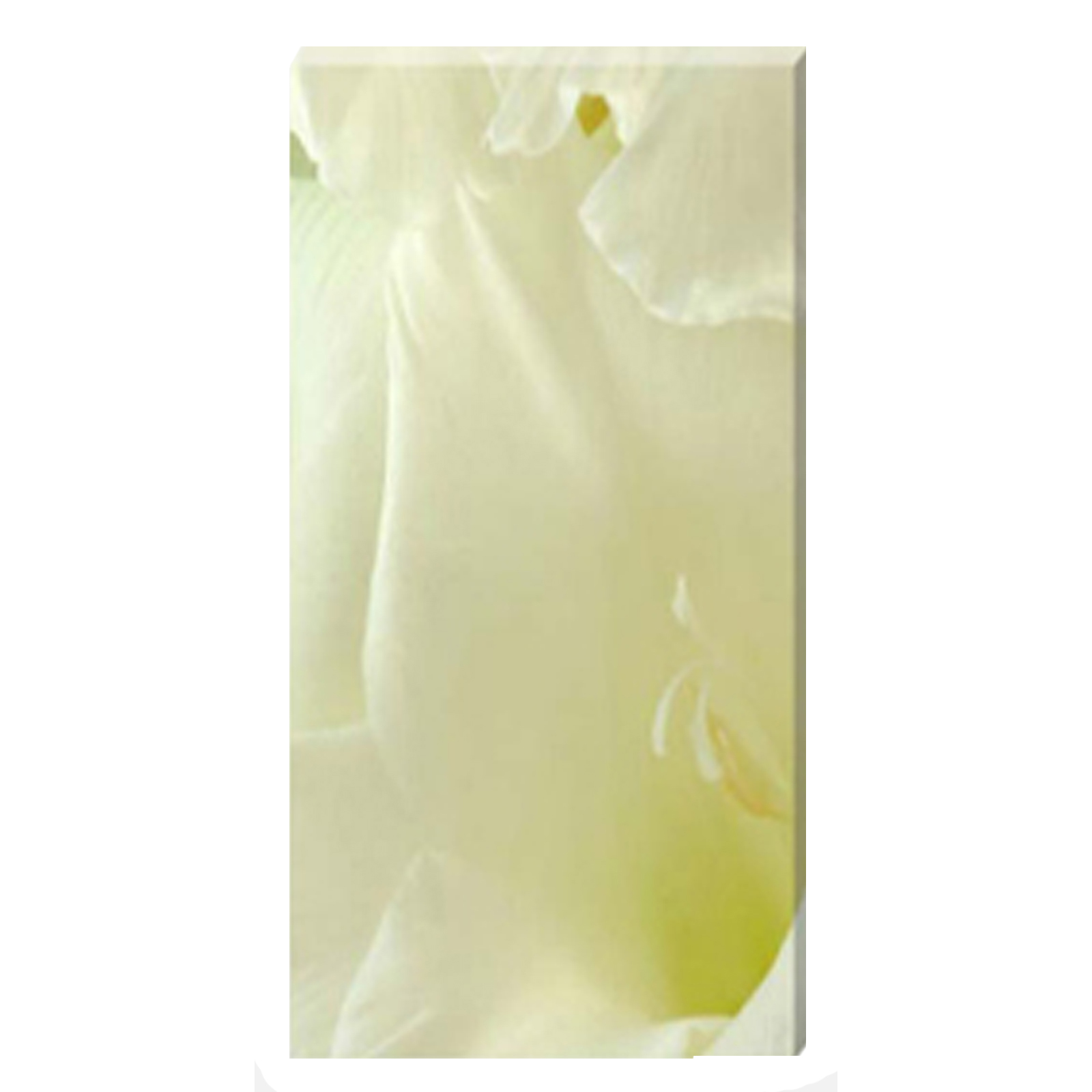  Gladioli White Linen Stretched Canvas by Celia Henderson LRPS