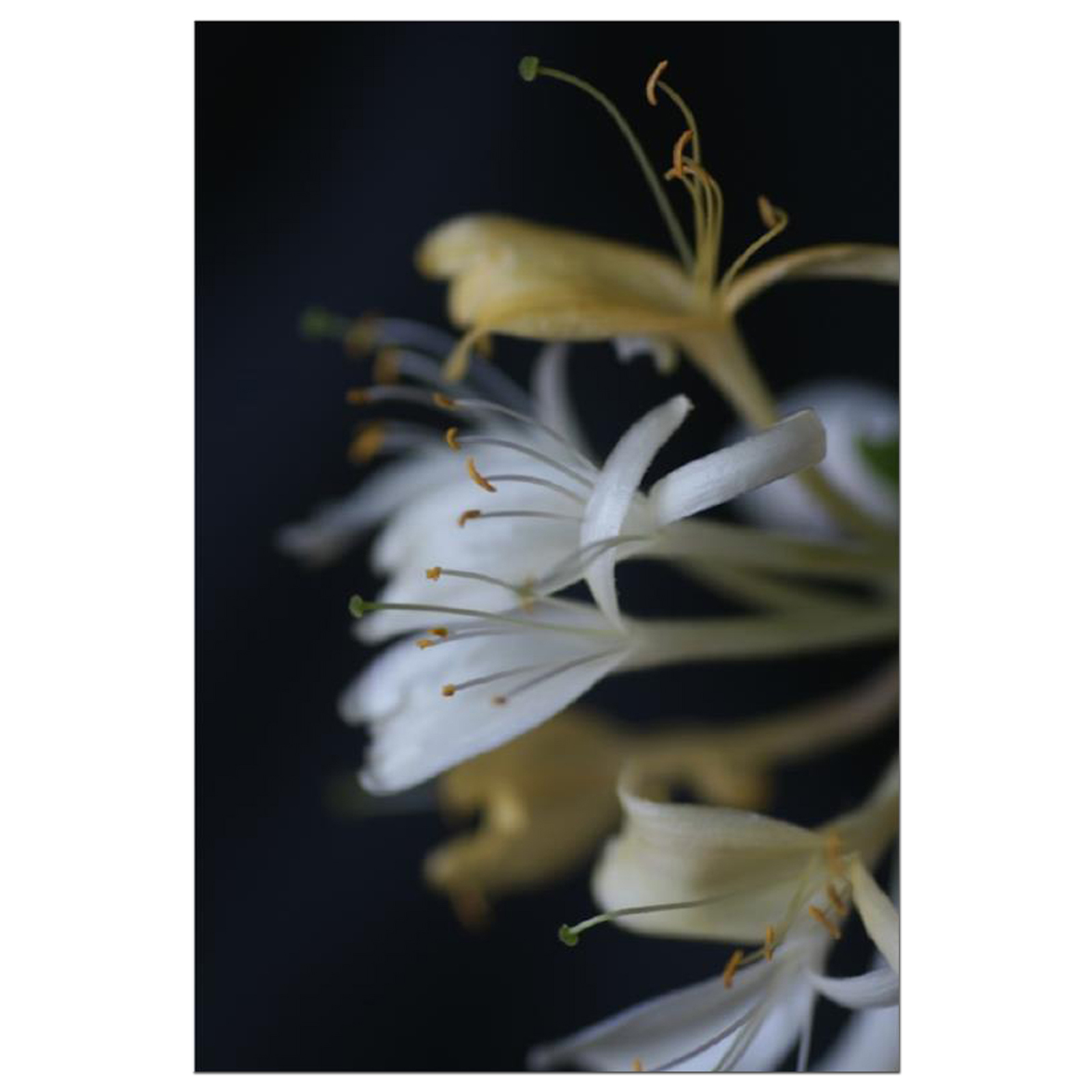 Celia Henderson Honeysuckle II Fine Art Print