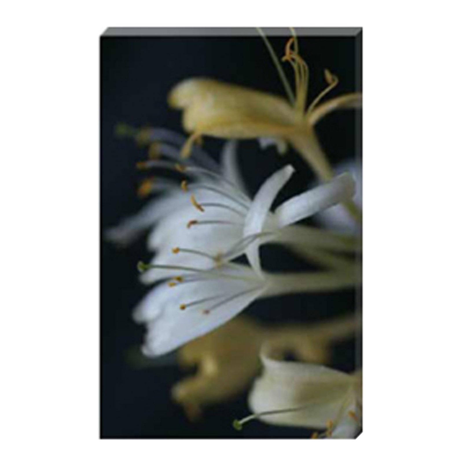 Celia Henderson Honeysuckle II Stretched Canvas