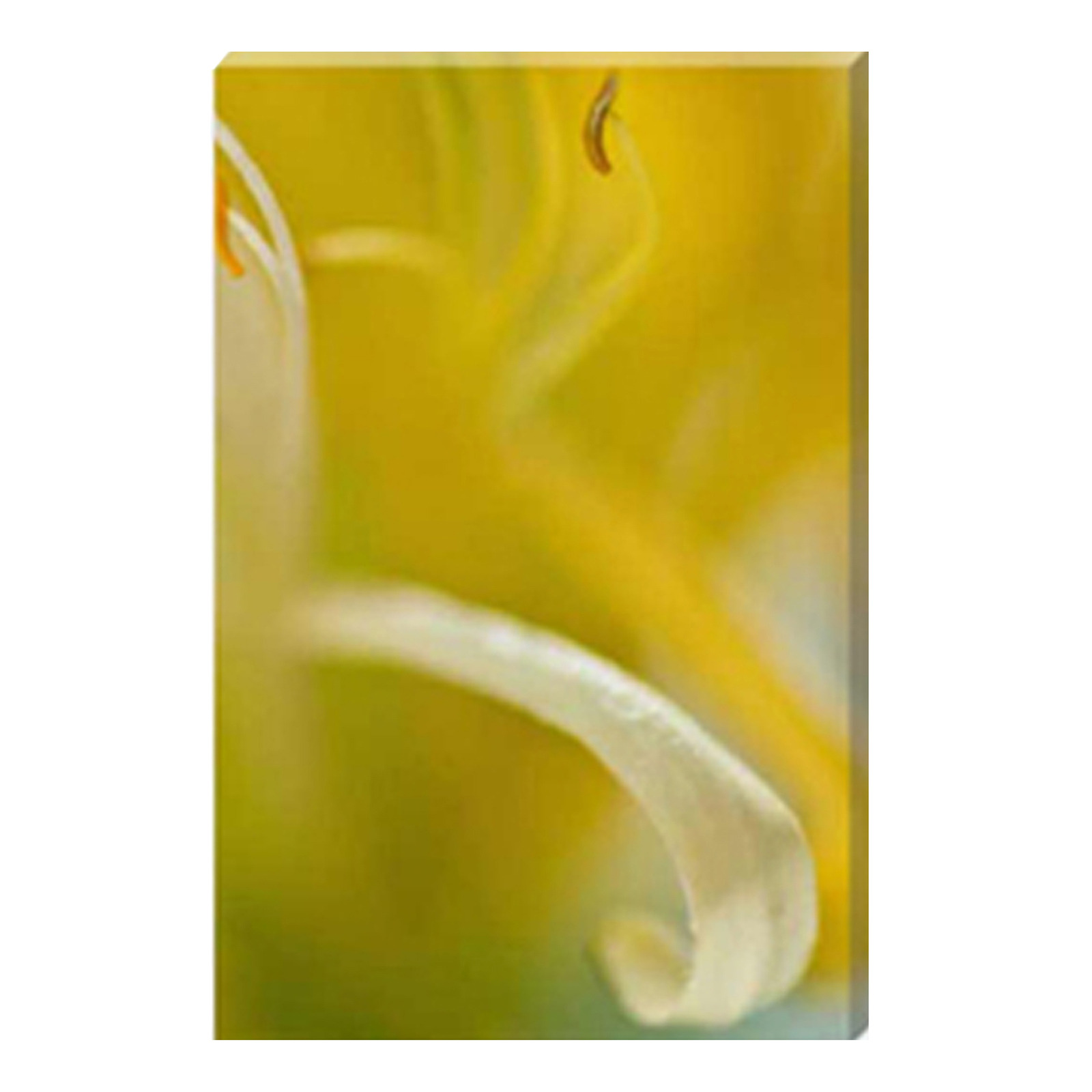 Celia Henderson Honeysuckle I Stretched Canvas