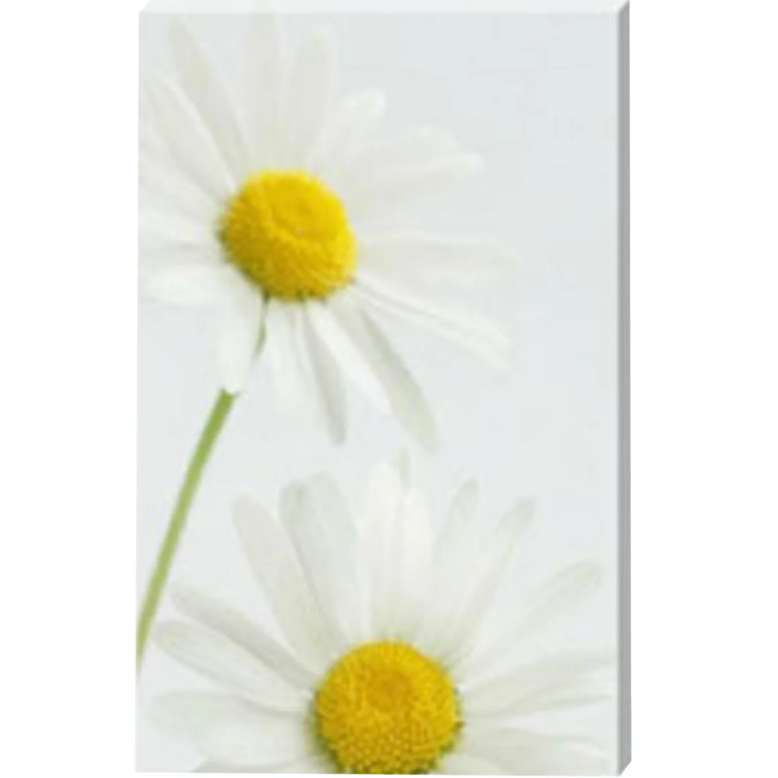 Daisy Daisy Stretched Canvas by Celia Henderson LRPS