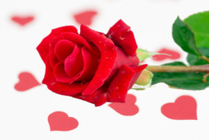 red rose laying on a white background with scattered red hearts