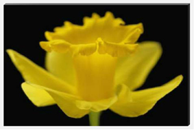 Daffodil Trumpet Canvas Picture by Celia Henderson