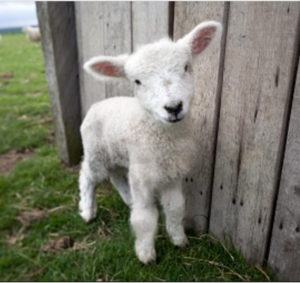 New born spring lamb from Romney Marsh