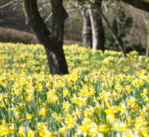 Wild Daffodils