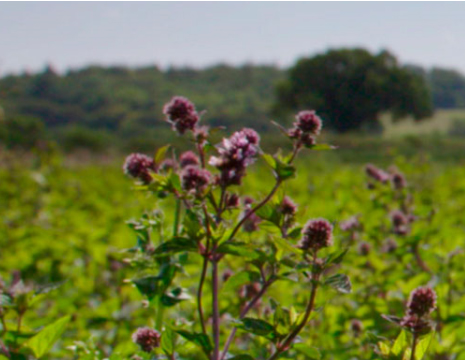 Black Mitcham Peppermint Plant