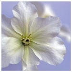 Clematis Flower in Powder Blue by Celia Henderson LRPS