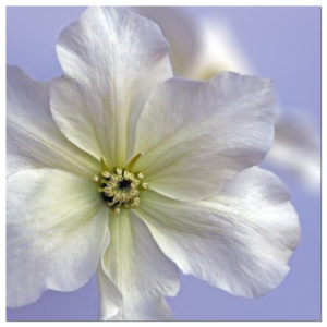 Clematis Flower in Powder Blue by Celia Henderson LRPS