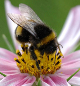 Bumble bee with head in flower centre