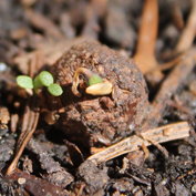 Seedball Germination